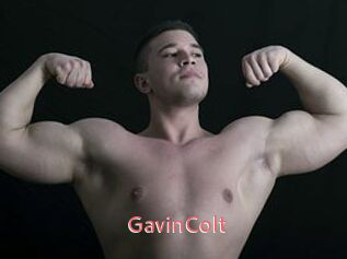 GavinColt