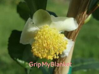 GripMyBlanket