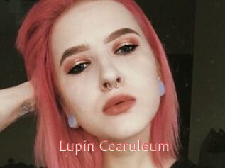 Lupin_Cearuleum
