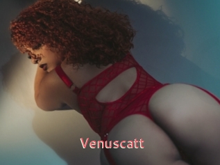 Venuscatt