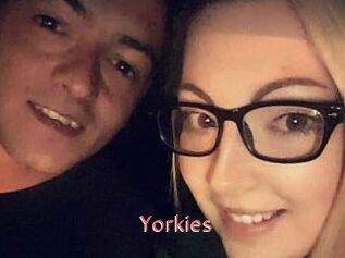 Yorkies
